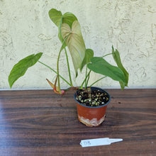 Load image into Gallery viewer, #D3 Philodendron Tenue x Plowmanii