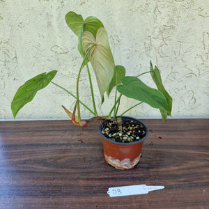 #D3 Philodendron Tenue x Plowmanii