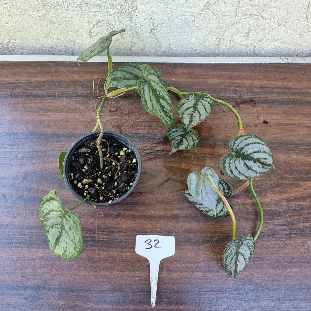#32 Philodendron Brandtianum