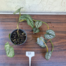 Load image into Gallery viewer, #32 Philodendron Brandtianum