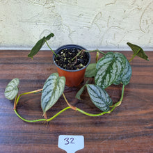 Load image into Gallery viewer, #32 Philodendron Brandtianum