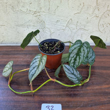 Load image into Gallery viewer, #32 Philodendron Brandtianum