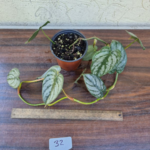 #32 Philodendron Brandtianum