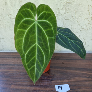 #19 Large, Dark Anthurium NOID