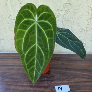 #19 Large, Dark Anthurium NOID