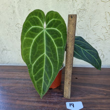Load image into Gallery viewer, #19 Large, Dark Anthurium NOID