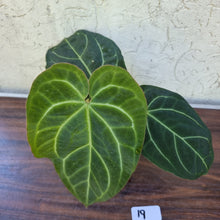 Load image into Gallery viewer, #19 Large, Dark Anthurium NOID