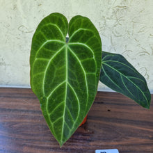 Load image into Gallery viewer, #19 Large, Dark Anthurium NOID