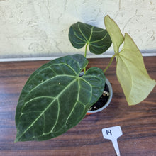 Load image into Gallery viewer, #19 Large, Dark Anthurium NOID
