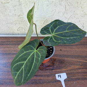 #19 Large, Dark Anthurium NOID