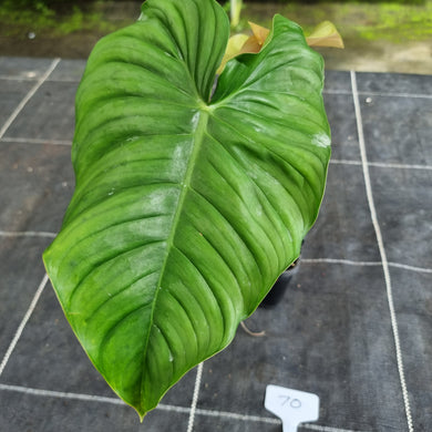 #70 Philodendron Tenue x Plowmanii