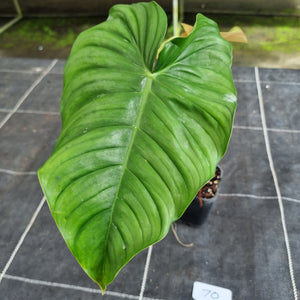 #70 Philodendron Tenue x Plowmanii