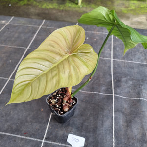 #70 Philodendron Tenue x Plowmanii