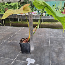 Load image into Gallery viewer, #70 Philodendron Tenue x Plowmanii