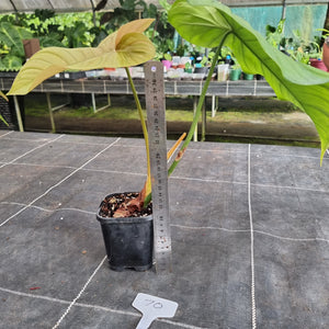 #70 Philodendron Tenue x Plowmanii