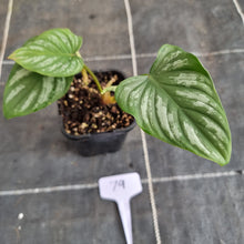Load image into Gallery viewer, #79 Philodendron Mamei