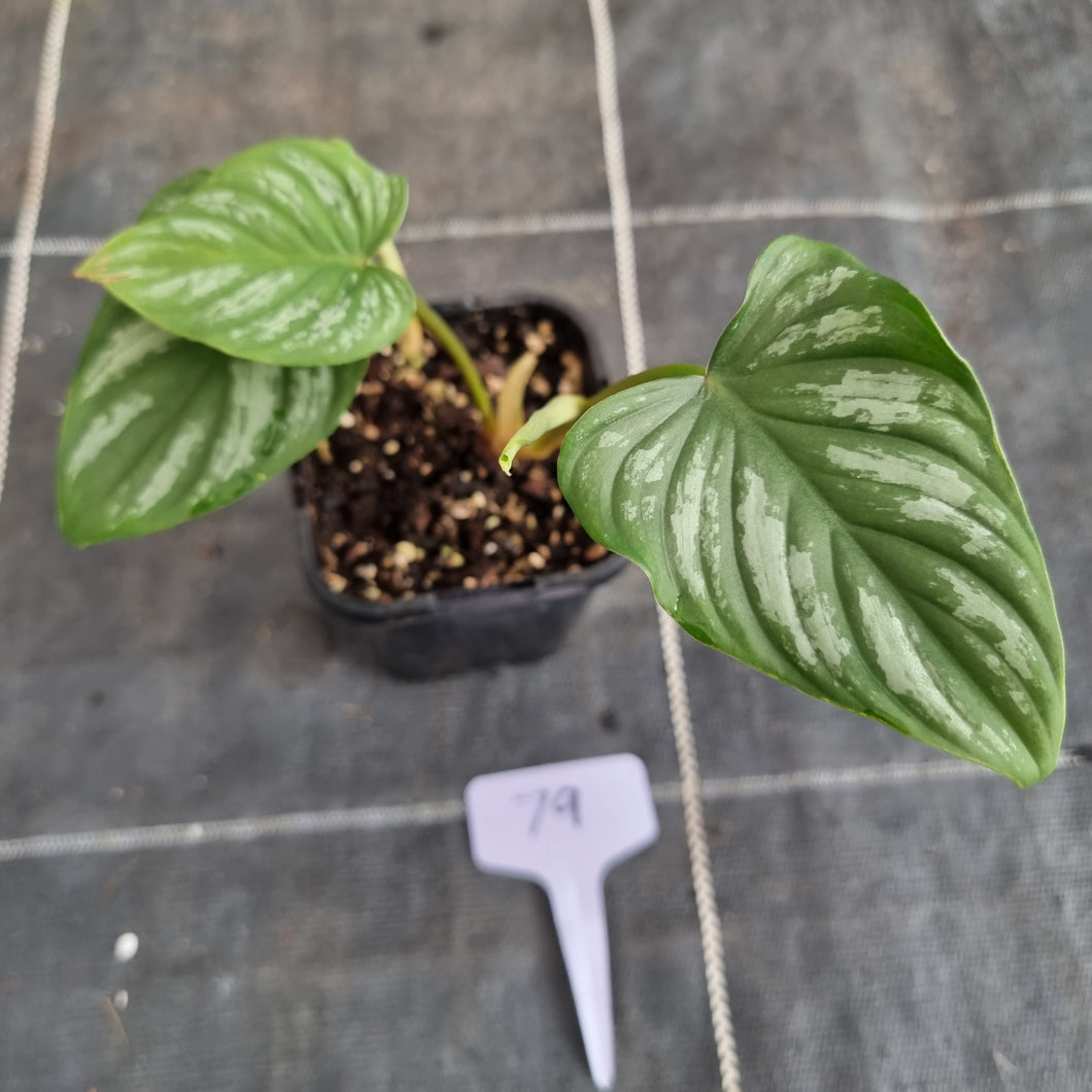 #79 Philodendron Mamei