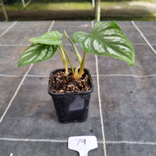 Load image into Gallery viewer, #79 Philodendron Mamei