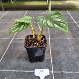 #79 Philodendron Mamei