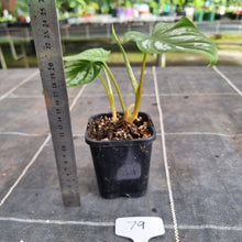 Load image into Gallery viewer, #79 Philodendron Mamei