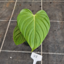 Load image into Gallery viewer, #88 Philodendron Pastazanum x Gloriosum