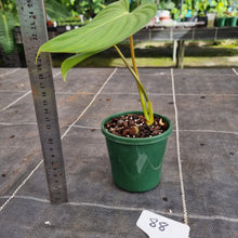 Load image into Gallery viewer, #88 Philodendron Pastazanum x Gloriosum