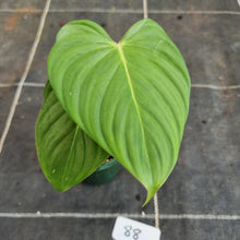 Load image into Gallery viewer, #88 Philodendron Pastazanum x Gloriosum