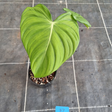 #87 Philodendron Pastazanum x Gloriosum
