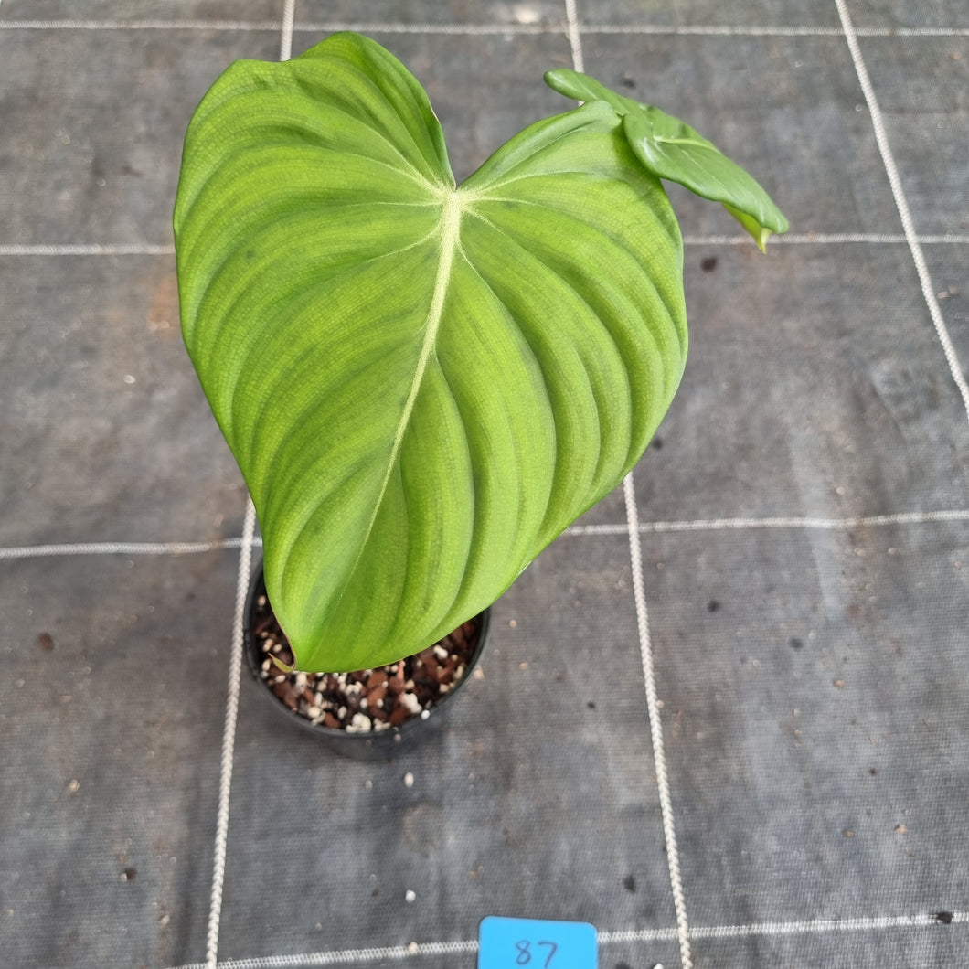 #87 Philodendron Pastazanum x Gloriosum