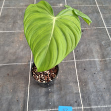 Load image into Gallery viewer, #87 Philodendron Pastazanum x Gloriosum