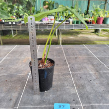 Load image into Gallery viewer, #87 Philodendron Pastazanum x Gloriosum