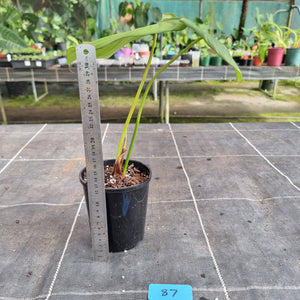 #87 Philodendron Pastazanum x Gloriosum