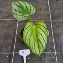 Load image into Gallery viewer, #91 Philodendron Silver Cloud