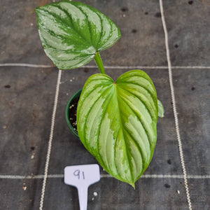#91 Philodendron Silver Cloud