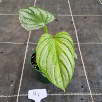 #91 Philodendron Silver Cloud