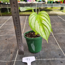 Load image into Gallery viewer, #91 Philodendron Silver Cloud