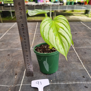 #91 Philodendron Silver Cloud