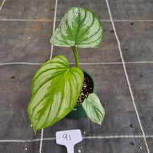 Load image into Gallery viewer, #91 Philodendron Silver Cloud