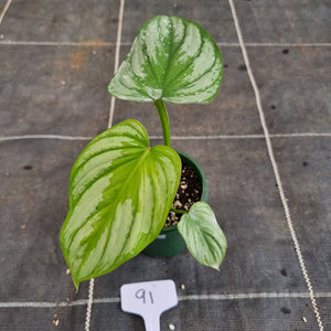 #91 Philodendron Silver Cloud