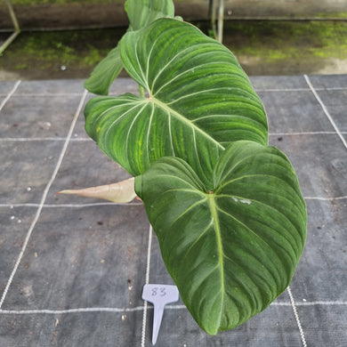 #83 Philodendron Gloriosum
