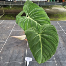 Load image into Gallery viewer, #83 Philodendron Gloriosum
