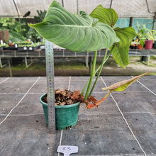 Load image into Gallery viewer, #83 Philodendron Gloriosum