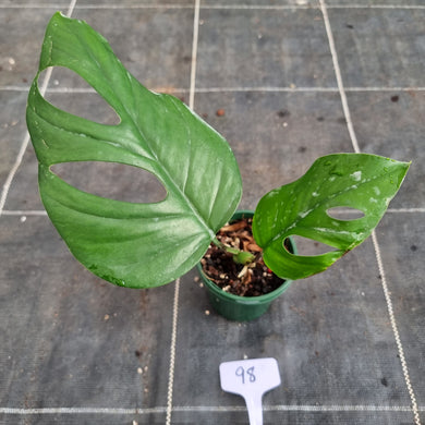 #98 Rhaphidophora Pertusa