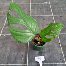 Load image into Gallery viewer, #98 Rhaphidophora Pertusa