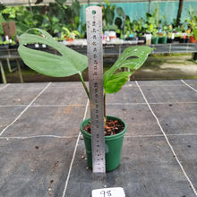 Load image into Gallery viewer, #98 Rhaphidophora Pertusa