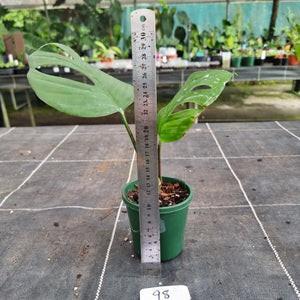 #98 Rhaphidophora Pertusa