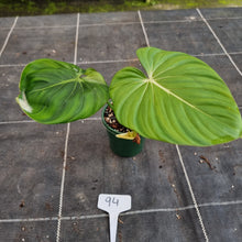 Load image into Gallery viewer, #94 Philodendron Pastazanum x Gloriosum