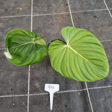 #94 Philodendron Pastazanum x Gloriosum