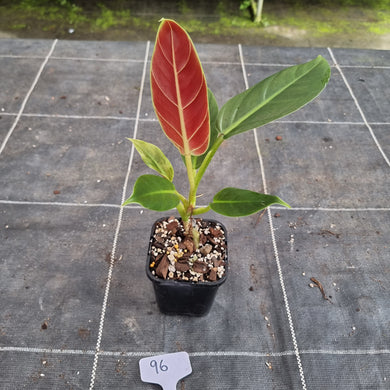 #96 Philodendron Subhastatum