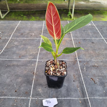 Load image into Gallery viewer, #96 Philodendron Subhastatum